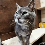 Kot do adopcji, Chełmek, 6 lutego 2026