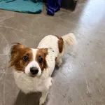 Pies do adopcji, Kraków, 6 lutego 2026