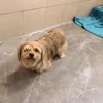 Pies do adopcji, Kraków, 7 lutego 2026