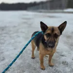 Pies do adopcji, Radom, 22 lutego 2026