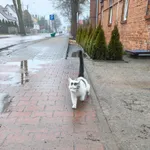 Ryczywół / Oborniki znaleziono kocurka 