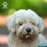 Pies do adopcji, Gdynia, 22 lutego 2026