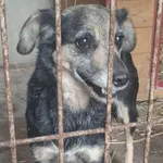 Pies do adopcji, Racławice, 20 lutego 2026