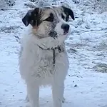 Pies do adopcji, Głowno, 21 lutego 2026