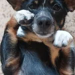 Oddam psa, Elbląg, 22 lutego 2026