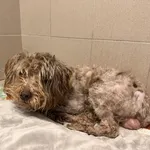 Pies do adopcji, Kraków, 6 lutego 2026