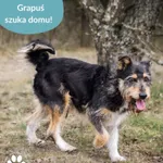 Grapuś