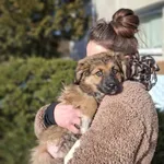 Pies do adopcji, Radom, 22 lutego 2026