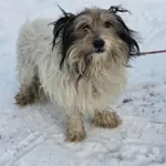 Pies do adopcji, Zgierz, 21 lutego 2026