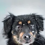 Pies do adopcji, Radom, 22 lutego 2026