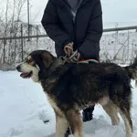 Pies do adopcji, Żywiec, 21 lutego 2026