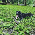 Oddam psa, Elbląg, 23 lutego 2026