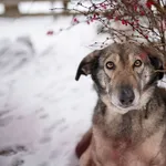 Oddam psa, Warszawa, 23 lutego 2026