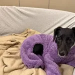 Pies do adopcji, Kraków, 8 lutego 2026