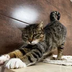 Kot do adopcji, Chełmek, 14 stycznia 2026