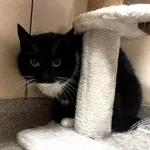 Kot do adopcji, Chełmek, 5 lutego 2026