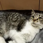 Kot do adopcji, Chełmek, 5 lutego 2026