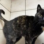 Kot do adopcji, Chełmek, 3 lutego 2026