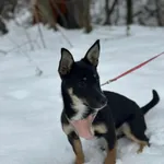 Pies do adopcji, Żywiec, 22 lutego 2026