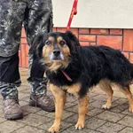 Pies do adopcji, Ropczyce, 23 lutego 2026