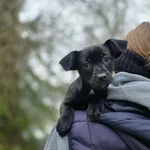 Pies do adopcji, Radom, 22 lutego 2026