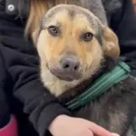 Pies do adopcji, Głowno, 23 lutego 2026