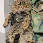 Kocurek poz. 26/082/K