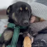 Pies do adopcji, Głowno, 23 lutego 2026