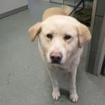 Znaleziono psa, Warszawa, 23 lutego 2026