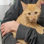 Kocurek poz. 26/085/K