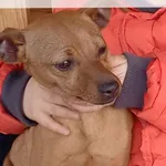 Zaginął pies, Mokra Wieś, 24 lutego 2026