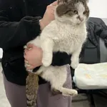 Znaleziono kota, Toruń, 23 lutego 2026