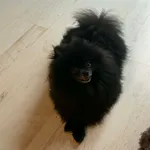 Zaginął pies, Rudnica, 24 lutego 2026