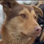 Pies do adopcji, Głowno, 23 lutego 2026