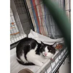 Znaleziono kota, Białystok, 23 lutego 2026