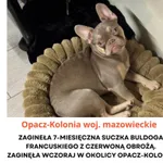 Zaginął pies, Opacz-Kolonia, 25 lutego 2026