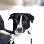 Oddam psa, Elbląg, 27 lutego 2026