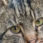 Zaginął kot, Lublin, 28 lutego 2026