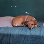 Zaginął pies, Zagórze Śląskie, 2 marca 2026