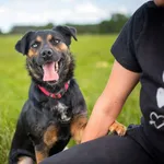 Oddam psa, Warszawa, 2 marca 2026