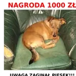 Zaginął pies, Zagórze Śląskie, 4 marca 2026