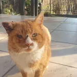 Zaginął kot, województwo mazowieckie, 4 marca 2026