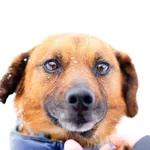 Oddam psa, Olsztyn, 8 marca 2026