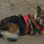 Zaginął pies, Kraków, 9 marca 2026