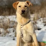 Oddam psa, Olsztyn, 8 marca 2026