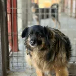 Oddam psa, Olsztyn, 8 marca 2026