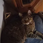 Zaginął kot, Bielsko-Biała, 10 marca 2026