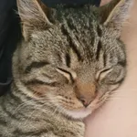 Zaginął kot, Dragacz, 11 marca 2026