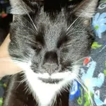 Zaginął kot, Godziszka, 12 marca 2026