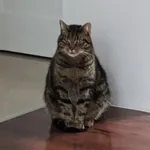 Zaginął kot, Skarżysko-Kamienna, 13 marca 2026